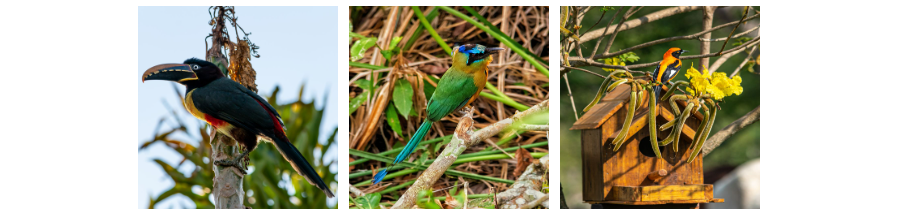 Birdwatching Parque Rio Formoso